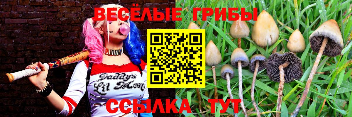 Псилоцибиновые грибы Psilocybe Люберцы